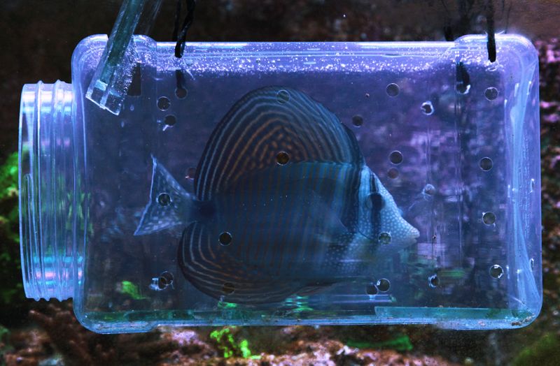 Diy Fish Trap Aquarium Design Talk